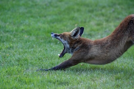 Wild wildlife green teeth photo