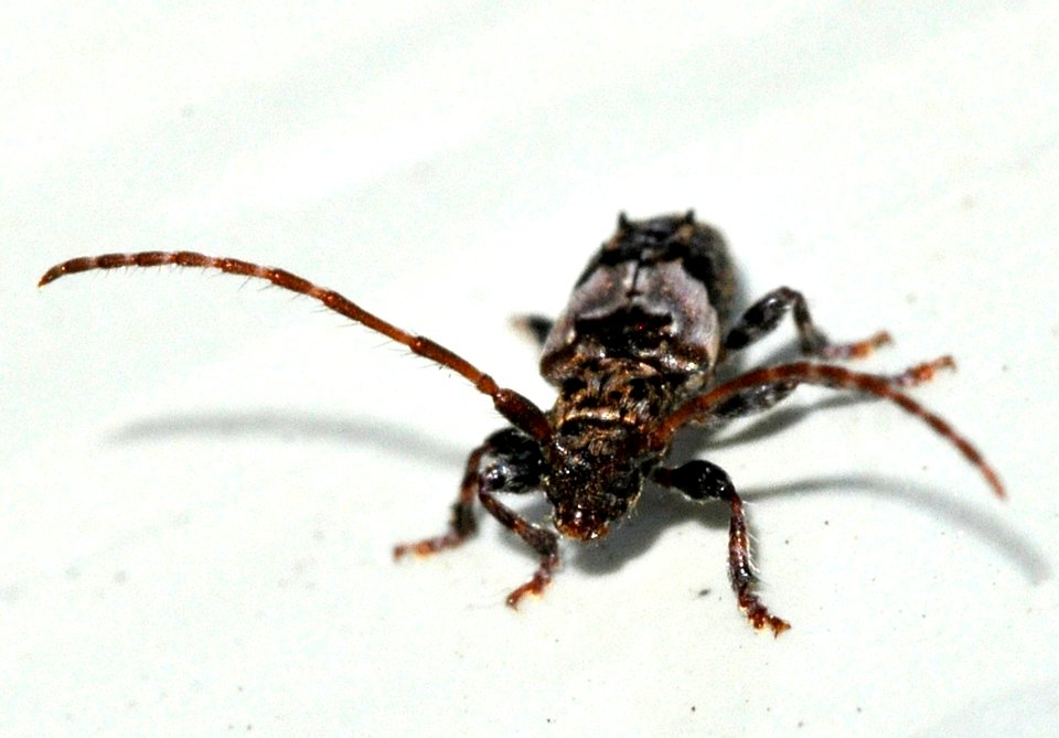 Pogonocherus-hispidus-06-fws