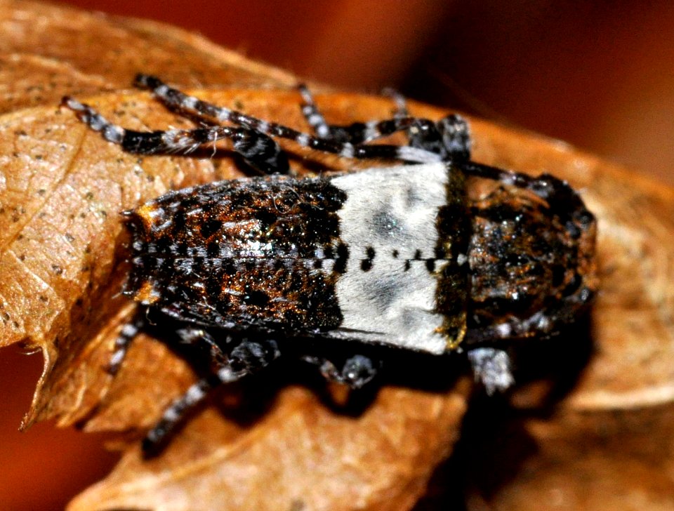 Pogonocherus-hispidulus-06-fws