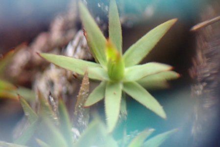 Pogonatum urnigerum 44105524