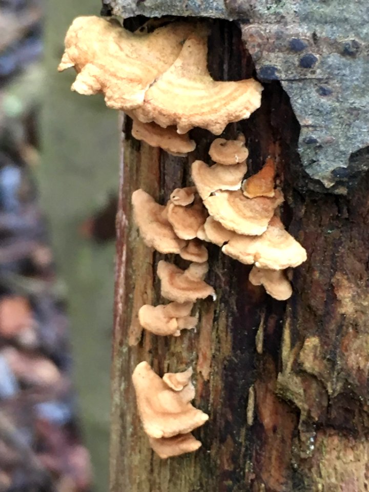 Plicaturopsis crispa 61436423