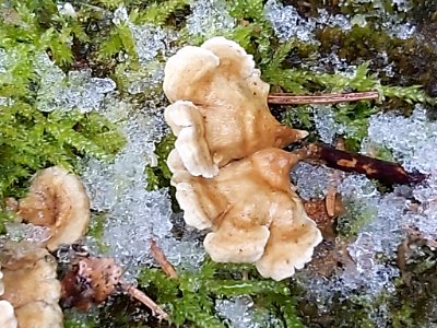 Plicaturopsis crispa 61205536