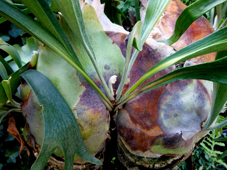Platycerium alcicorne serres du Jardin du Luxembourg 4