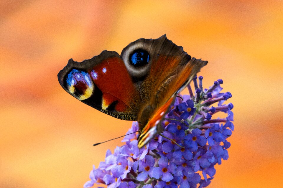 Butterfly edelfalter macro
