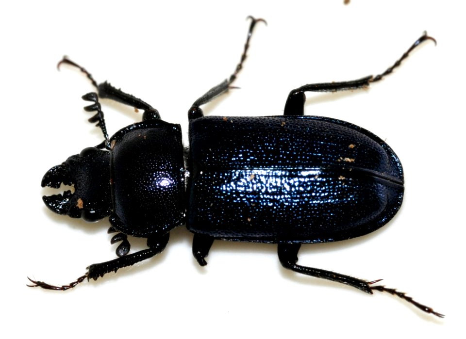 Platycerus-caraboides-15-fws