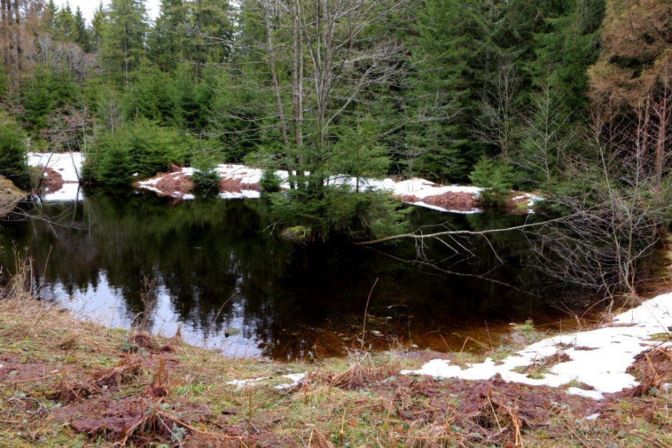 Plonteich 2020-03-11 04