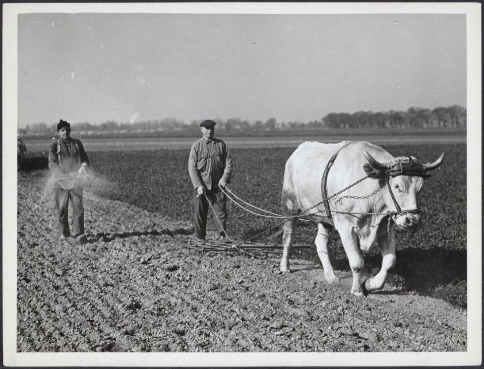 Ploeger met os en zaaier aan het werk op het land, Bestanddeelnr 512 010
