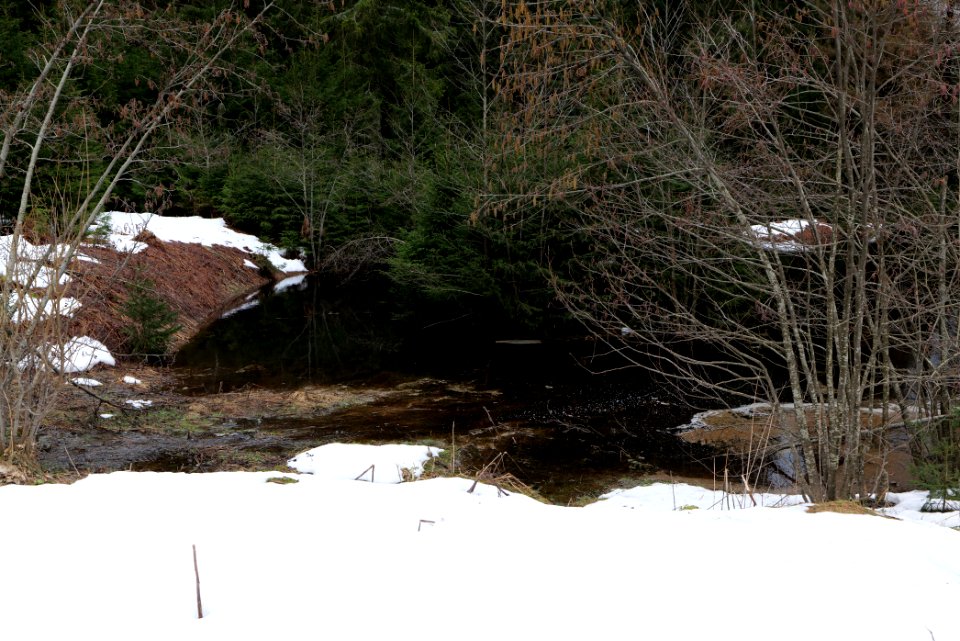 Plonteich 2020-03-11 01