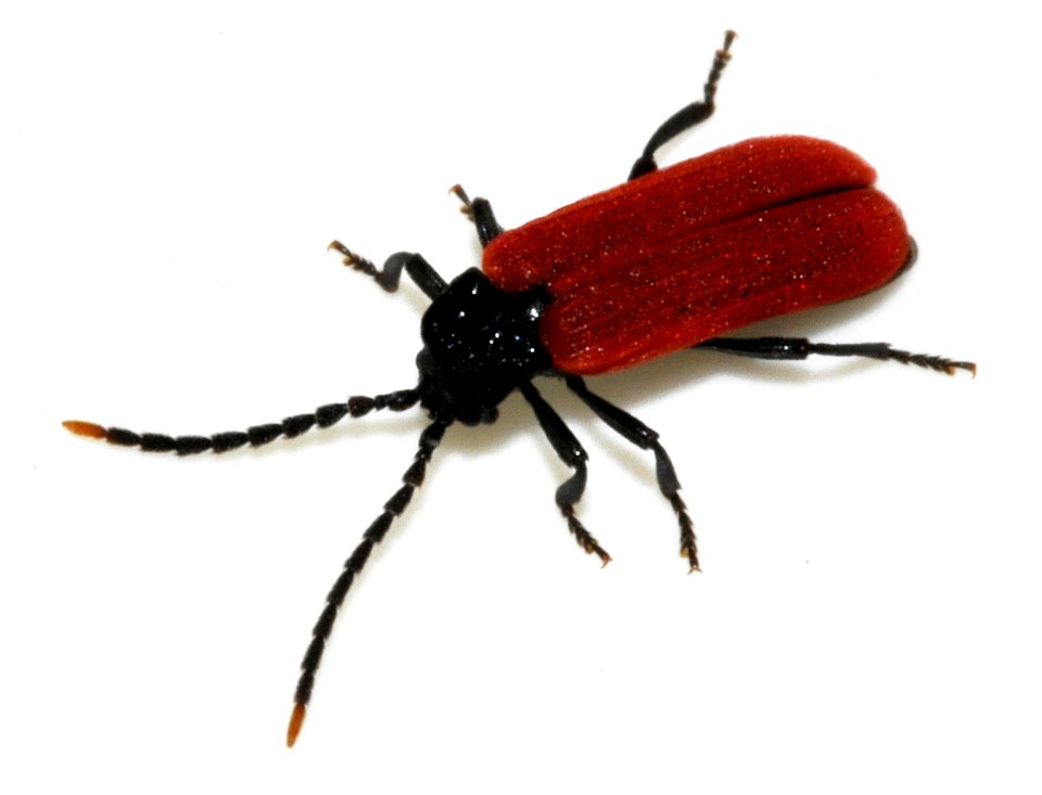 Platycis-minutus-08-fws