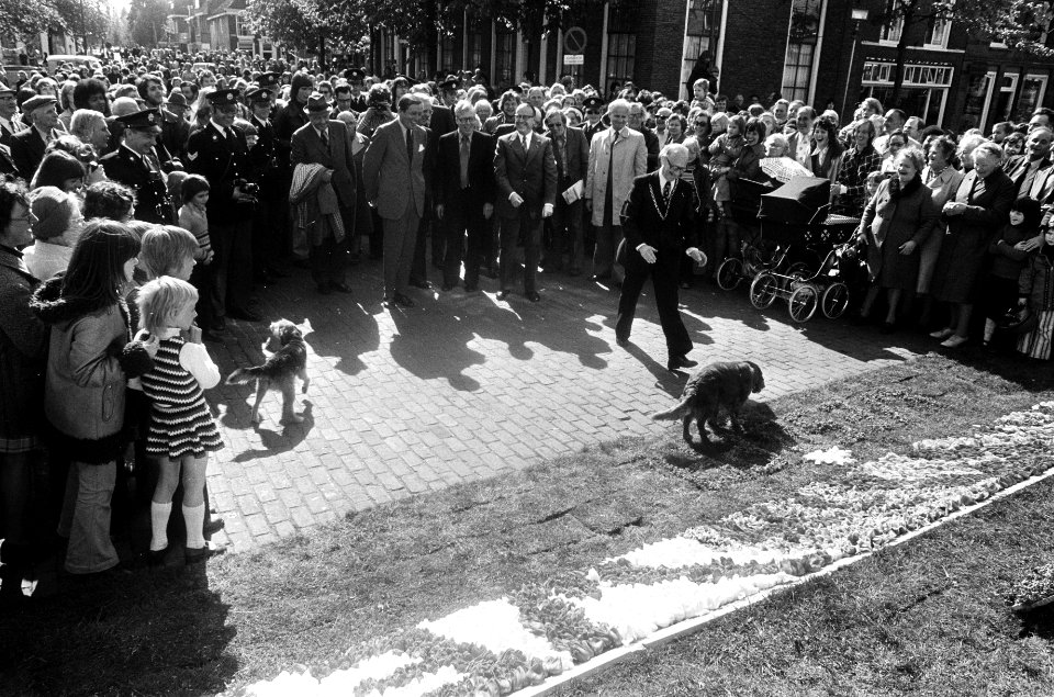 Poging van burgemeester Kooiman van Weesp om een loslopende hond te vangen, link, Bestanddeelnr 927-9221