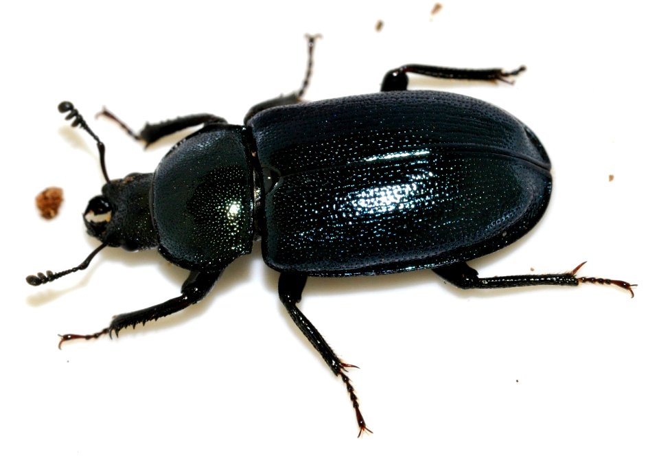 Platycerus-caraboides-07-fws