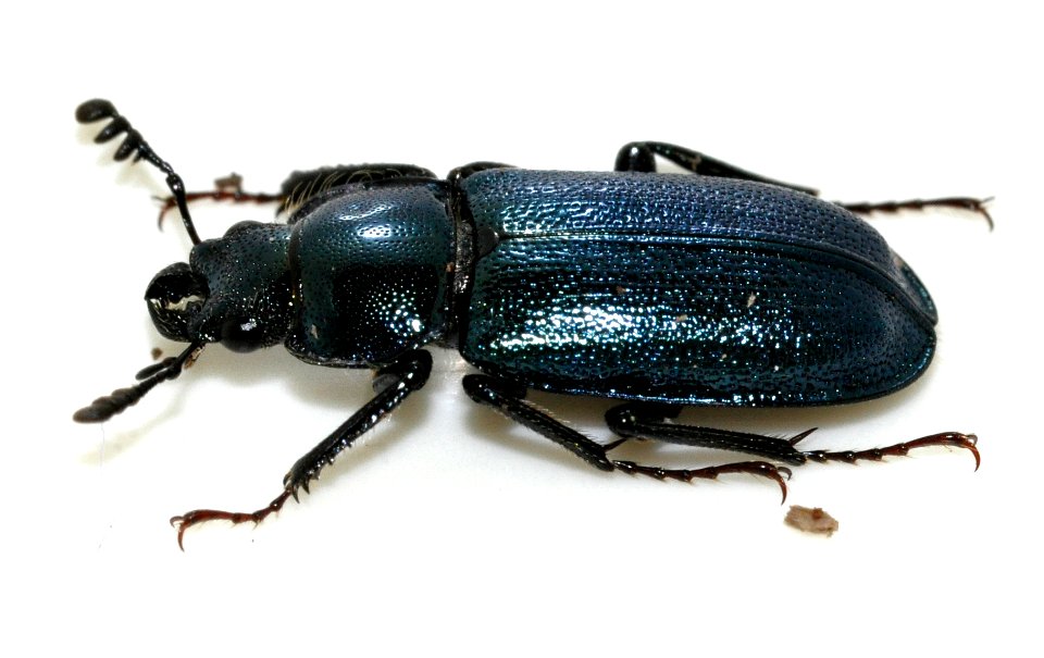 Platycerus-caraboides-08-fws