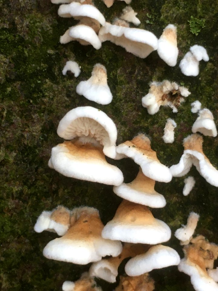 Plicaturopsis crispa 56878126