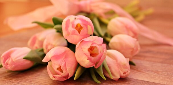 Schnittblume breeding tulip spring photo