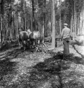 Ploegen, paarden, Bestanddeelnr 169-0357