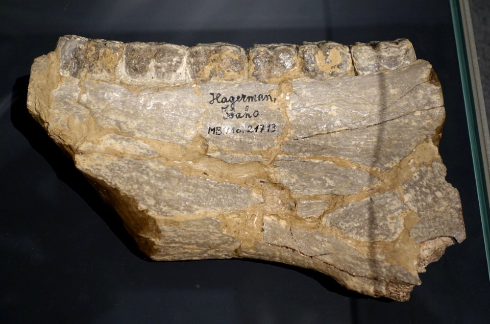 Plesihippus shoshonensis, Urpferd, Idaho, USA - Museum fur Naturkunde, Berlin - DSC00077