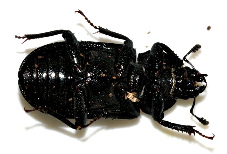 Platycerus-caraboides-03-fws