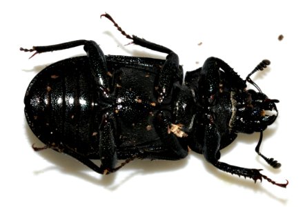 Platycerus-caraboides-03-fws