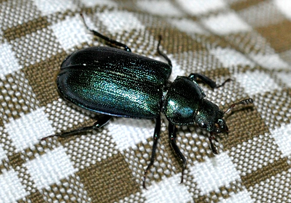 Platycerus-caraboides-01-fws