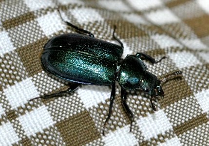 Platycerus-caraboides-01-fws