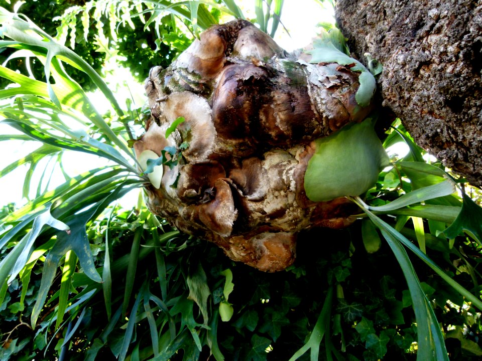 Platycerium alcicorne serres du Jardin du Luxembourg 3