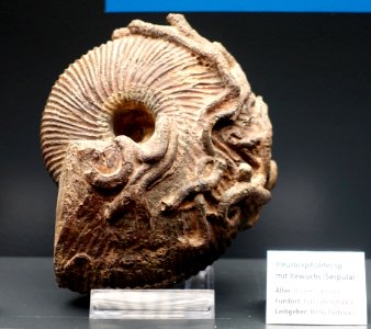 Pleurocephalites sp. - Naturhistorisches Museum, Braunschweig, Germany - DSC05105
