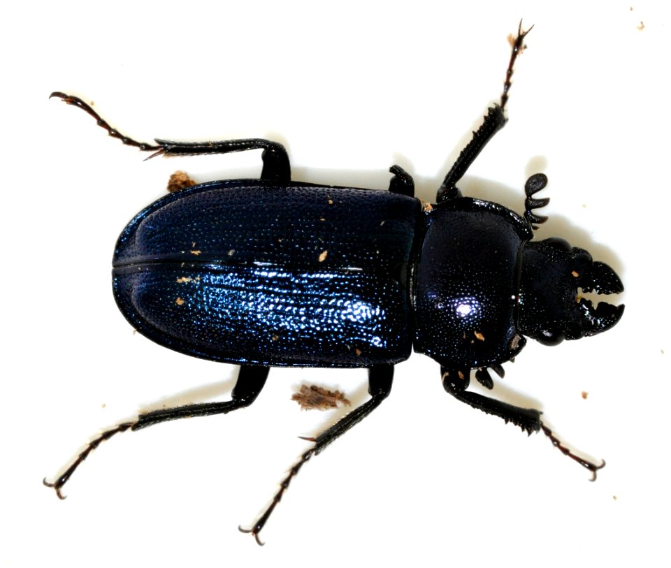 Platycerus-caraboides-13-fws