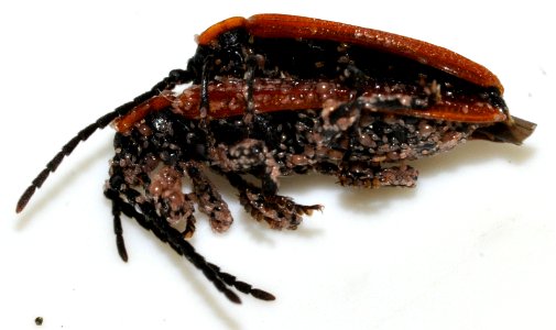 Platycis-cosnardi-05-fws