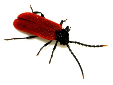 Platycis-minutus-09-fws