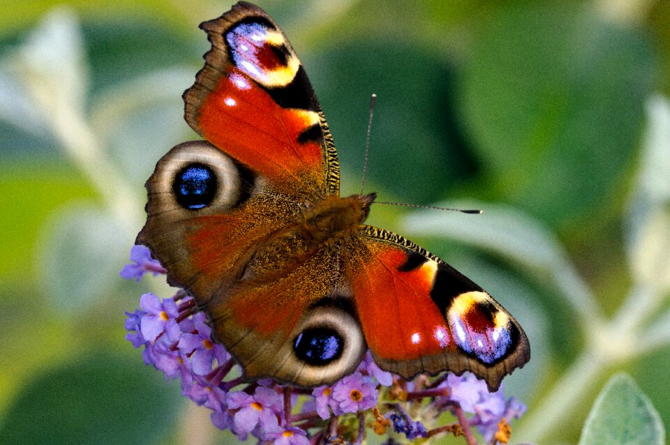 Butterfly edelfalter macro