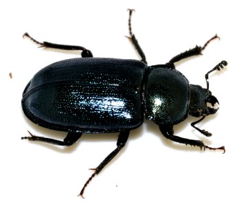 Platycerus-caraboides-06-fws