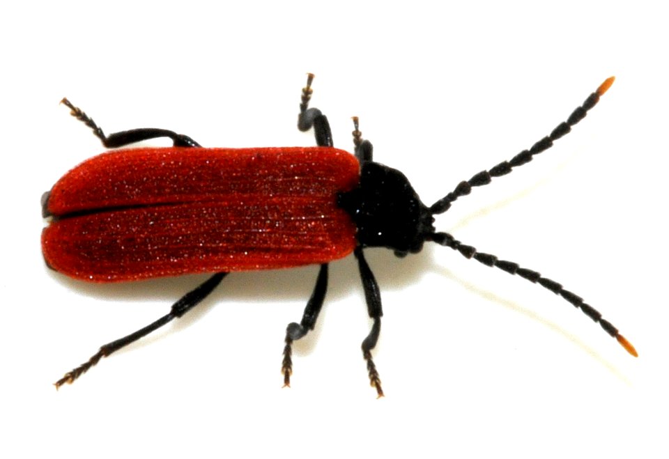 Platycis-minutus-03-fws
