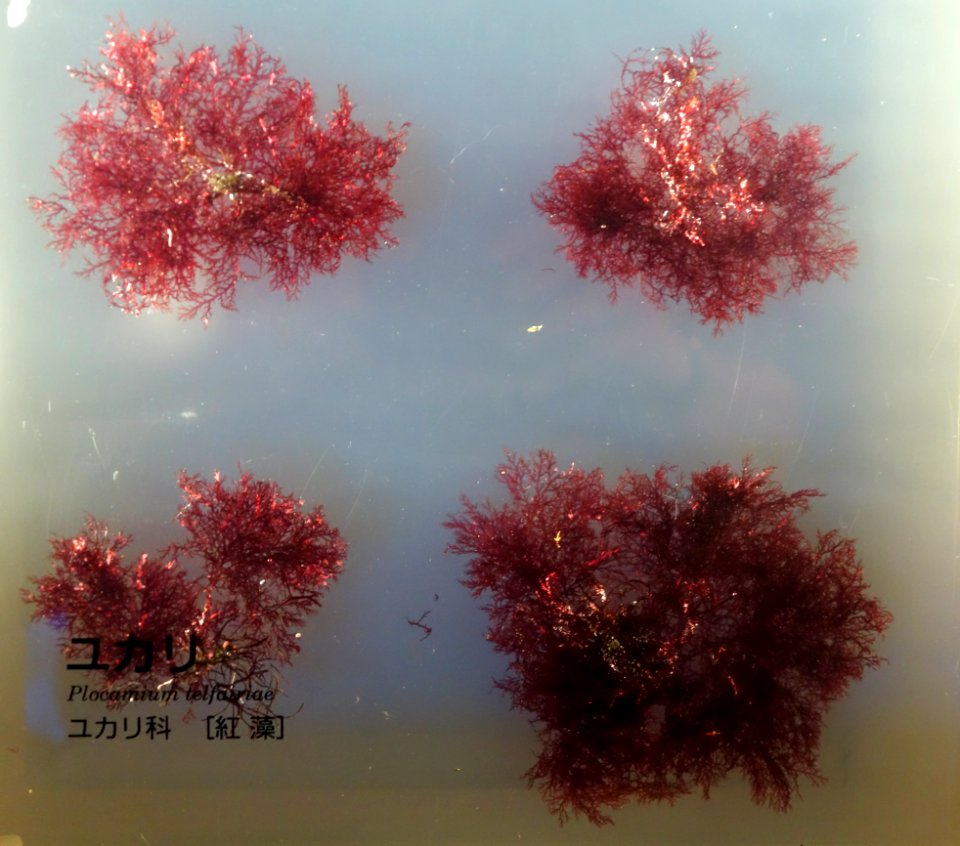 Plocamium telfairiae - National Museum of Nature and Science, Tokyo - DSC07641