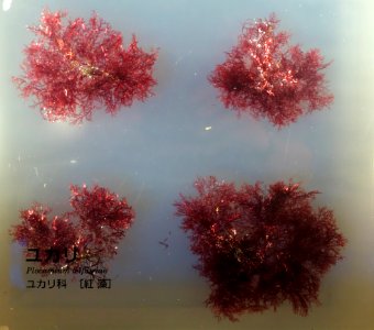 Plocamium telfairiae - National Museum of Nature and Science, Tokyo - DSC07641