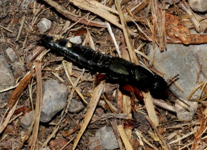Platydracus-fulvipes-02-fws