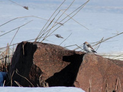 Plectrophenax nivalis Oulu 20140406 03