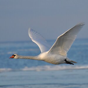 Swan denmark expensive