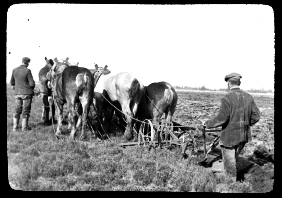 Ploegen met paarden (6-span) , Bestanddeelnr 194-0060