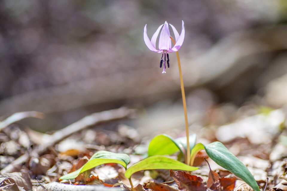 Alpine plant plant pink