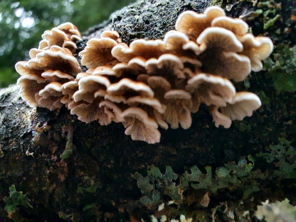 Plicaturopsis crispa 104803344