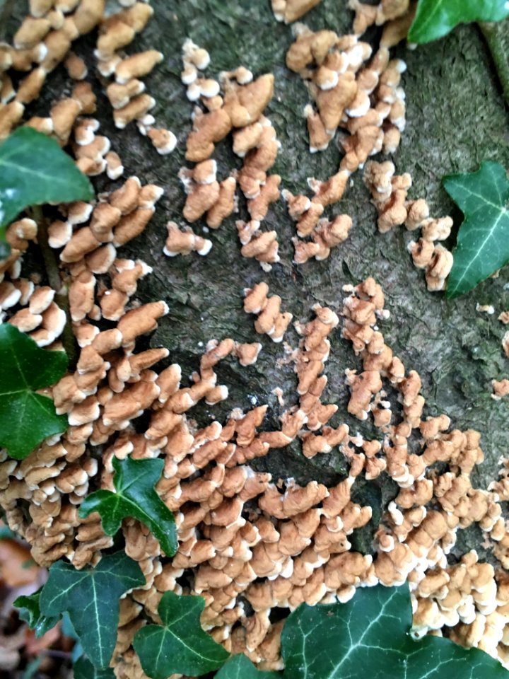 Plicaturopsis crispa 56330595