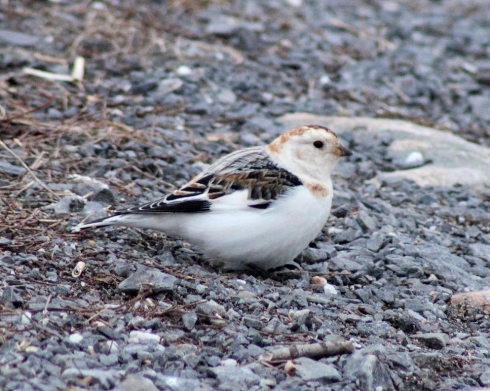 Plectrophenax nivalis Oulu 20140414 01