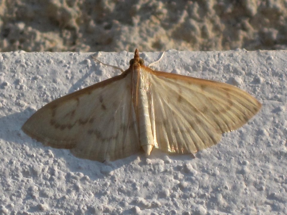 Pleuroptya ruralis (Mother of Pearl), Skala Kalloni, Lesbos, Greece