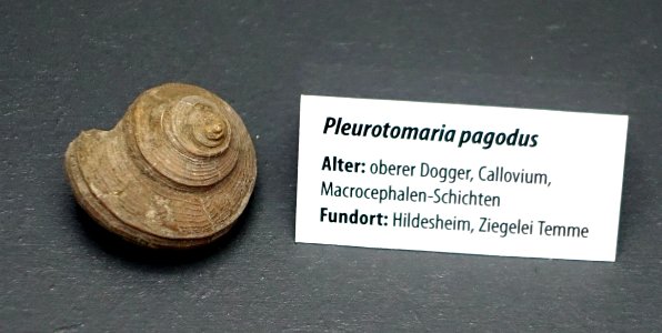 Pleurotomaria pagodus - Naturhistorisches Museum, Braunschweig, Germany - DSC05102 photo