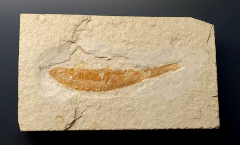 Pleuropholis sp. - Museum fur Naturkunde, Berlin - DSC09939