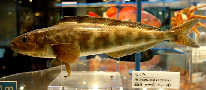 Pleurogrammus azonus - National Museum of Nature and Science, Tokyo - DSC06893