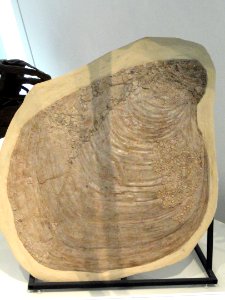 Platyceramus platinus with Pseudoperna congesta, Gove County, Kansas, USA, Late Cretaceous - Royal Ontario Museum - DSC00063