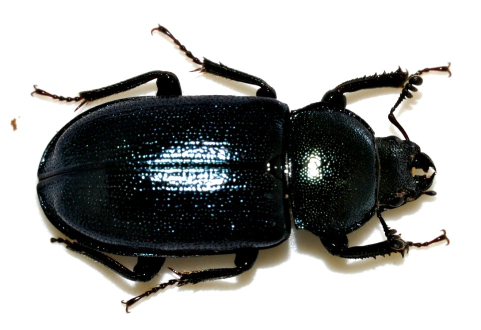 Platycerus-caraboides-05-fws
