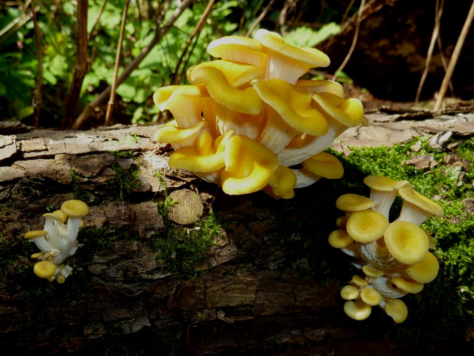 Pleurotus citrinopileatus in Chatama's home