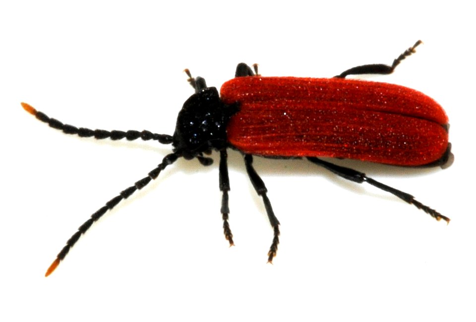 Platycis-minutus-06-fws
